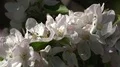 4k White wild roses flowers very close up 4k or 4k+ Resolution