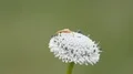 4K Whitebanded Crab Spider (Misumenoides formosipes) on Pineland Bogbutton 4k or 4k+ Resolution