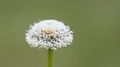 4K Whitebanded Crab Spider (Misumenoides formosipes) on Pineland Bogbutton 4k or 4k+ Resolution