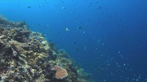 4k Whitetip Reef Shark Stock Footage 51586723