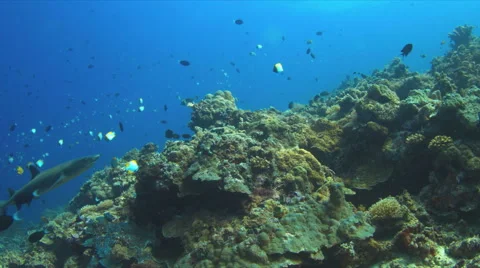 4k Whitetip Reef Shark Stock Footage 51586739