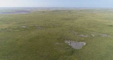 4K wide angle aerial view of a large herd of migrating zebra coming to drink at Stock Footage 95196492