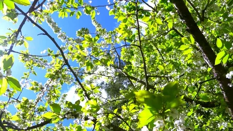 4K Wide Angle Cherry Blossom, Tree Branch Bloom Beauty Stock Footage 76231456