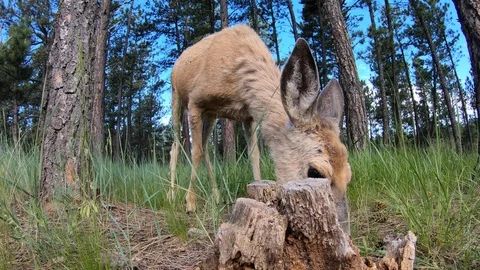 4K Wide Angle Closeup view of a mule deer doe feeding Stock Footage 122773025