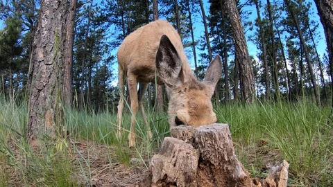 4K Wide Angle Closeup view of a mature mule deer doe feeding-2 Stock Footage 122775243