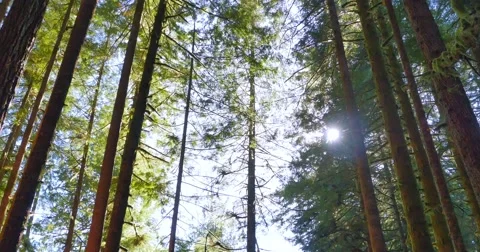 4K Wide Angle, Fir Tree Forest, Tilt Shot Stock Footage 51383986