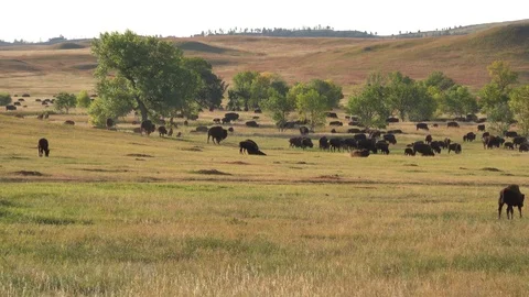 4K Wide Angle Shot of Buffalo Herd on a Creek Bottom-1 rolling Stock Footage 116502768