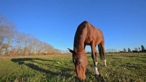 4K wide-angle slow-motion of a horse grazing on vibrant grass with a blue sky. Stock Footage 291888141