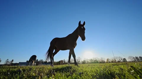 4K wide-angle slow-motion of a horse grazing on green grass with clear skies Stock Footage 292683868
