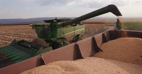 4K wide angle view of corn being transferred into grain trucks Video stock 64695277