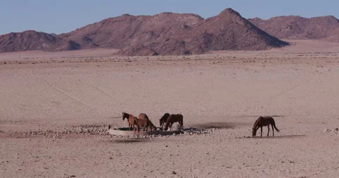 4K wide angle view of wild horses drinking at a waterhole Stock-Footage 64698244