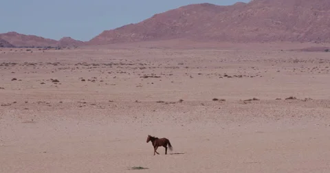 4K wide angle view of wild horses walking through the desert landscape Stock Footage 64698304