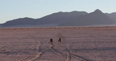 4K wide angle view of wild horses walking away from camera into the desert Stock Footage 64698397