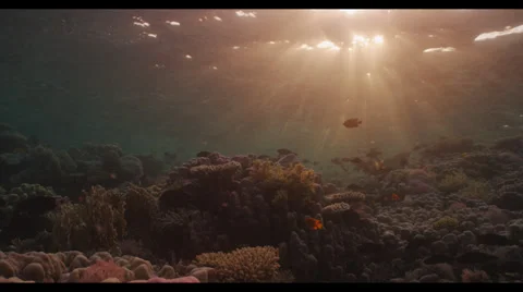 4K : wide, reef top at sunset Stock Footage 35653982