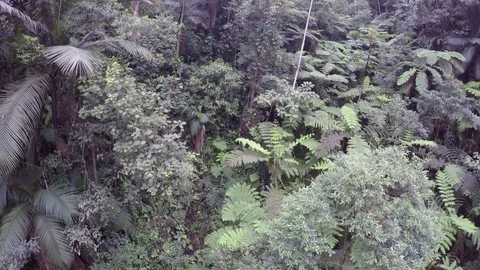 4K Wide shot from above the dense trees forest in mountain jungle Brazil. Stock Footage 75249014