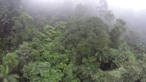 4K Wide shot from above the dense trees forest in mountain jungle Brazil. Stock Footage 75249073