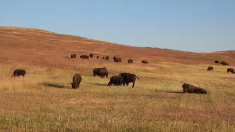 4K Wide Shot of Buffalo Herd in Fall Colors Stock Footage 116501644