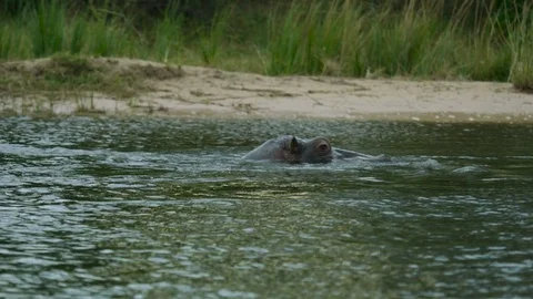 4K Wild African hippo bathing in the Zambezi river Stock Footage 77616652