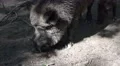 4k Wild boar close up searching in ground at a sunny day 4k or 4k+ Resolution
