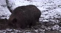 4k Wild boar closeup digging muddy winter snow ground 4k or 4k+ Resolution
