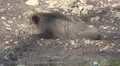 4k wild Boar male sleeping in muddy ground 4k or 4k+ Resolution