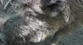 4k Wild boar very close up searching muddy ground for food 4k or 4k+ Resolution