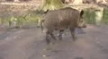 4k Wild boar walking and pack young boars running in back 4k or 4k+ Resolution