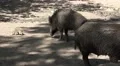 4k Wild boars with babies under tree shadow sandy ground 4k or 4k+ Resolution
