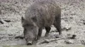 4k Wild boars close up digging muddy ground at rainy day 4k or 4k+ Resolution