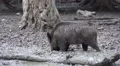 4k Wild boars close up digging muddy ground at rainy day 4k or 4k+ Resolution
