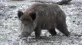 4k Wild boars close up digging muddy ground at rainy day 4k or 4k+ Resolution