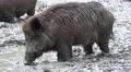 4k Wild boars close up digging muddy ground at rainy day 4k or 4k+ Resolution