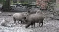 4k Wild boars close up digging muddy ground at rainy day 4k or 4k+ Resolution