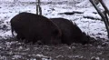 4k Wild boars closeup digging muddy winter snow ground 4k or 4k+ Resolution