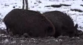4k Wild boars closeup digging muddy winter snow ground 4k or 4k+ Resolution