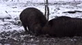 4k Wild boars closeup fighting muddy winter snow ground 4k or 4k+ Resolution