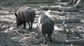 4k Wild boars in forest landscape between tree trunks 4k or 4k+ Resolution