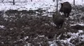 4k Wild boars running away muddy winter snow ground 4k or 4k+ Resolution