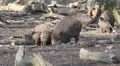 4k Wild boars searching food in muddy ground 4k or 4k+ Resolution