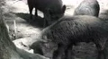 4k Wild boars searching for food in muddy ground at sunny day 4k or 4k+ Resolution