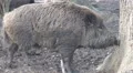 4k wild boars very closeup in muddy ground 4k or 4k+ Resolution