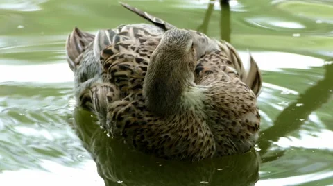 4k – Wild brown duck Stock Footage 53860735