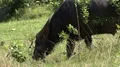 4k Wild buffalo close up grassy Rinca island mountain landscape Indonesia 4k or 4k+ Resolution