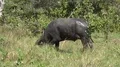 4k Wild buffalo close up in Rinca island mountain vegetation landscape Indonesia 4k or 4k+ Resolution