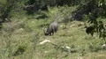 4k Wild buffalo in dry Rinca island mountain vegetation landscape Indonesia 4k or 4k+ Resolution
