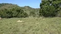 4k Wild buffalo in tropical Rinca island mountain vegetation landscape Indonesia 4k or 4k+ Resolution