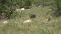 4k Wild buffalo in tropical Rinca island mountain vegetation landscape Indonesia 4k or 4k+ Resolution