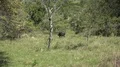 4k Wild buffalo in tropical Rinca island mountain vegetation landscape Indonesia 4k or 4k+ Resolution