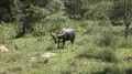 4k Wild buffalo in tropical Rinca island mountain vegetation landscape Indonesia 4k or 4k+ Resolution