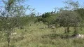 4k Wild buffalo zoom in dry Rinca island mountain vegetation landscape Indonesia 4k or 4k+ Resolution
